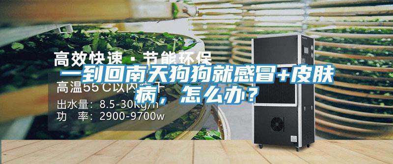 一到回南天狗狗就感冒+皮膚病，怎么辦？
