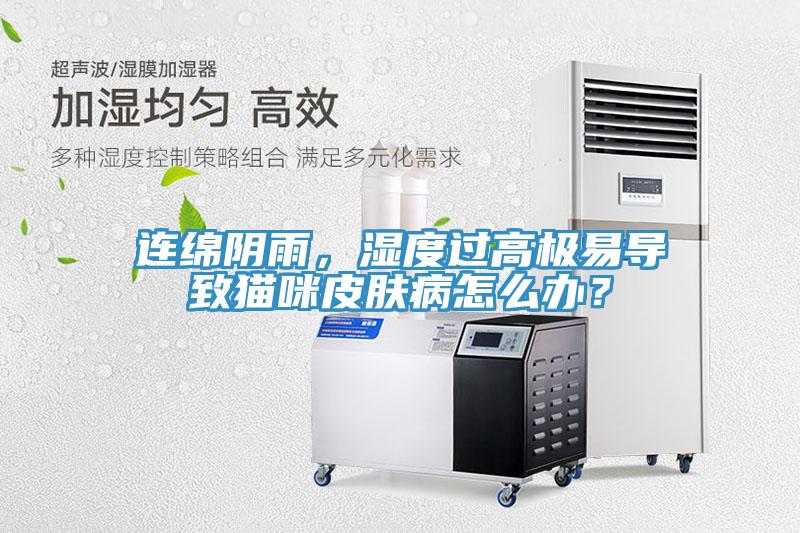連綿陰雨，濕度過(guò)高極易導(dǎo)致貓咪皮膚病怎么辦？