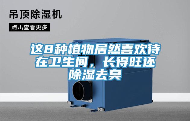 這8種植物居然喜歡待在衛(wèi)生間，長得旺還除濕去臭